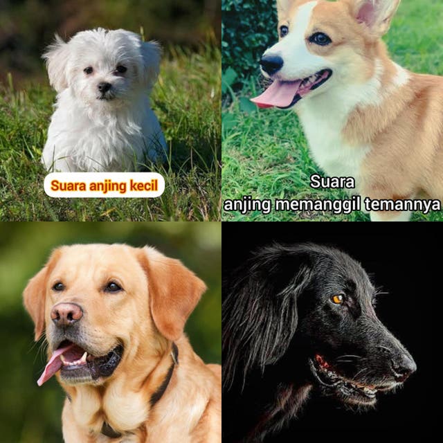 Suara anjing - playlist by odo0iuqjwmeipsu620n17pjvs | Spotify
