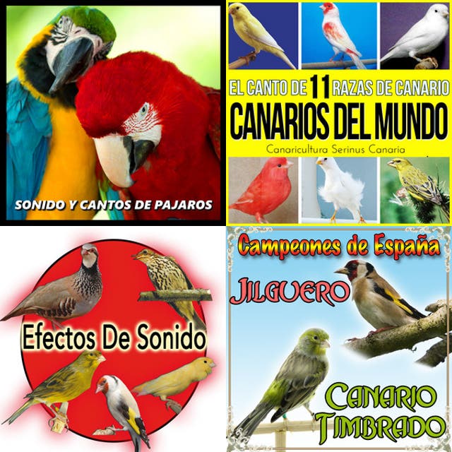 Sonido y Cantos de Pajaros – Canarios del Mundo. El Canto de 11 Razas ...