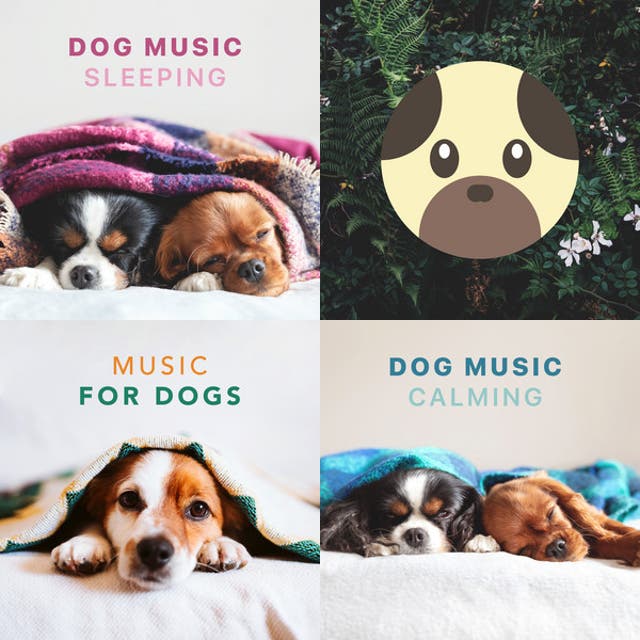 Pet Calming